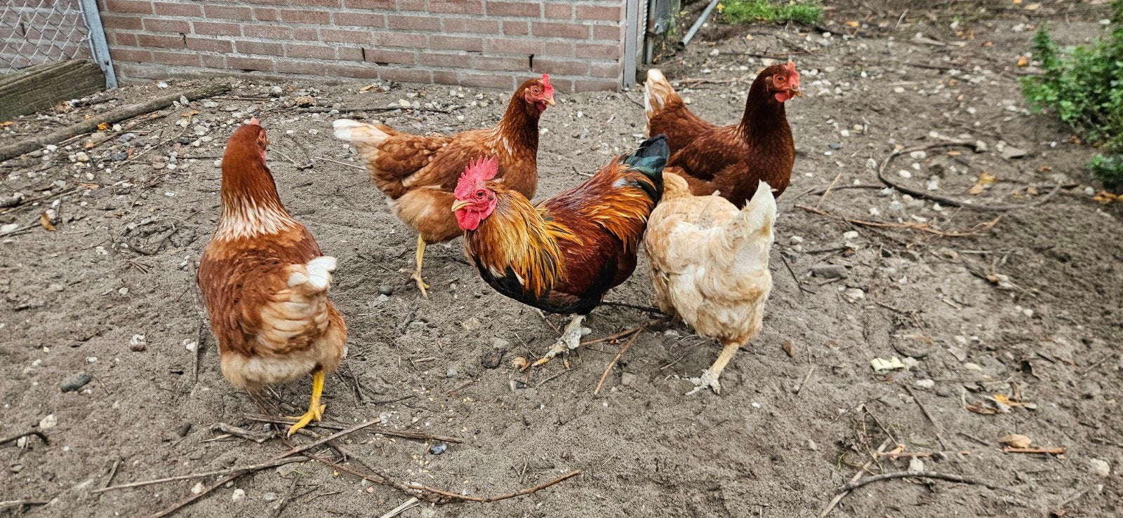 tekoop 4 kippen en een haan, Meerdere dieren, Kip