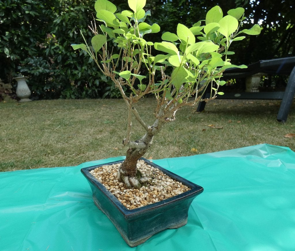 bonsai Japanse Sering (Syringa meyeri) – natuurlijk gevormd, Tuin en Terras, Planten | Bomen, In pot, Halfschaduw, Lente, Minder dan 100 cm