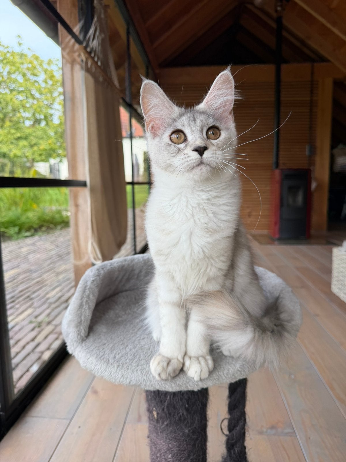 Maine Coon kitten Shaded lijn Stamboom getest, Dieren en Toebehoren, Katten en Kittens | Raskatten | Langhaar, Poes, Met stamboom