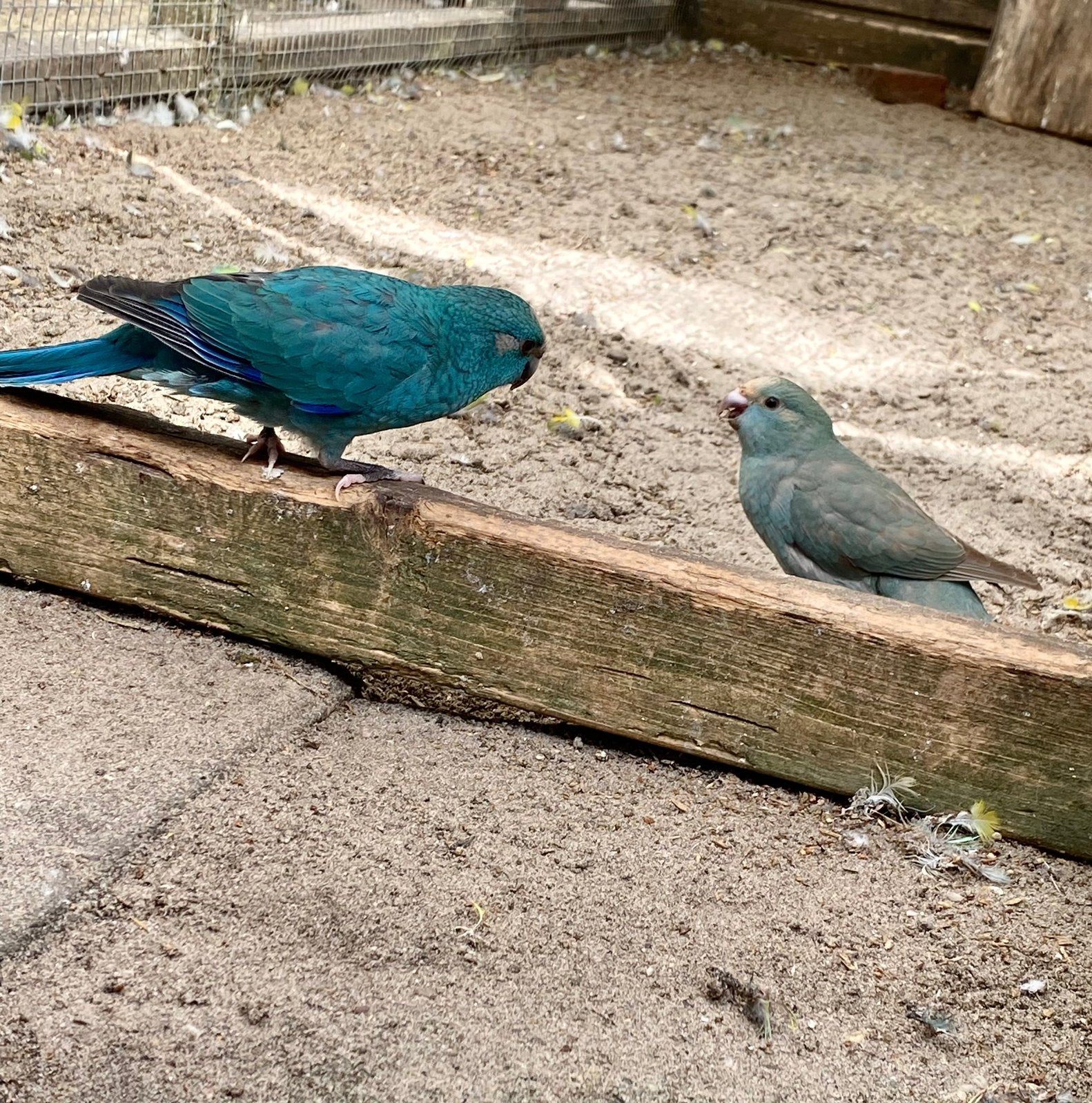 Kakarikies, Meerdere dieren, Parkiet