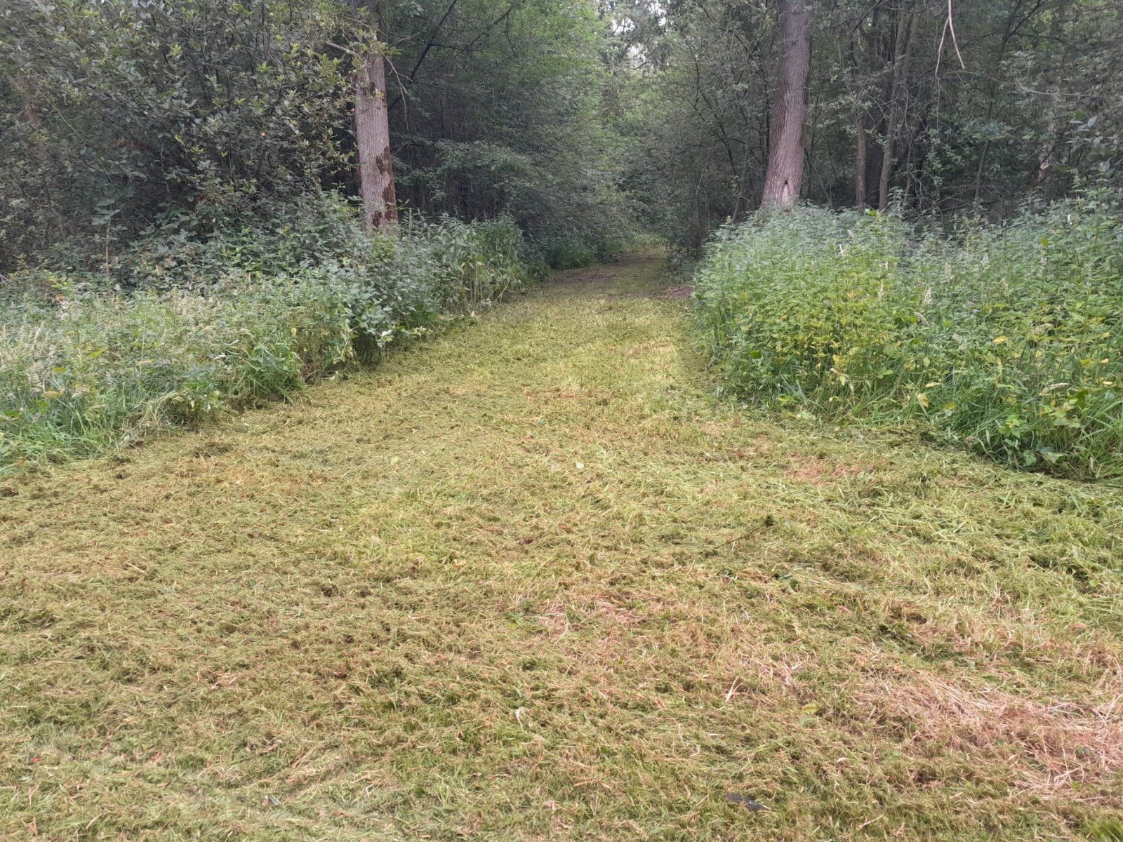 Nieuw bosperceel in Asten! - omgeving Eindhoven, Huizen en Kamers, Kavels en Percelen, Asten, 1500 m² of meer