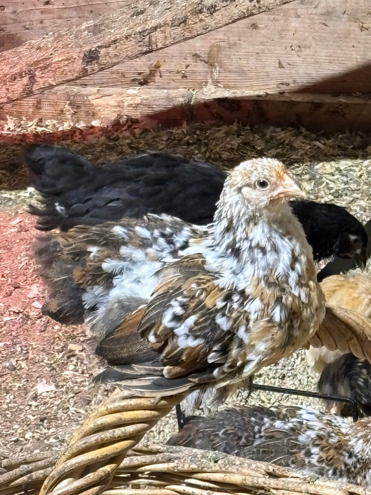 Cochins te koop, Dieren en Toebehoren, Pluimvee, Meerdere dieren, Kip
