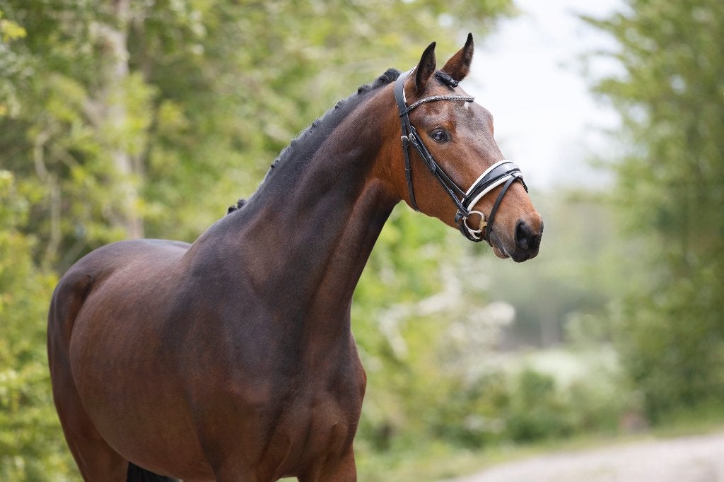 4 jarige merrie, Dieren en Toebehoren, Paarden, Merrie, Met stamboom, Dressuurpaard, 3 tot 6 jaar