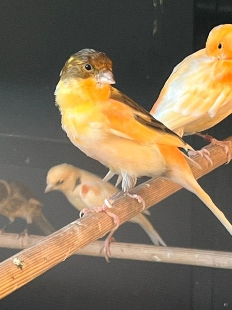 Mooie jonge harlekijn kanarie man 2026, Dieren en Toebehoren, Vogels | Kanaries, Mannelijk, Kleurkanarie
