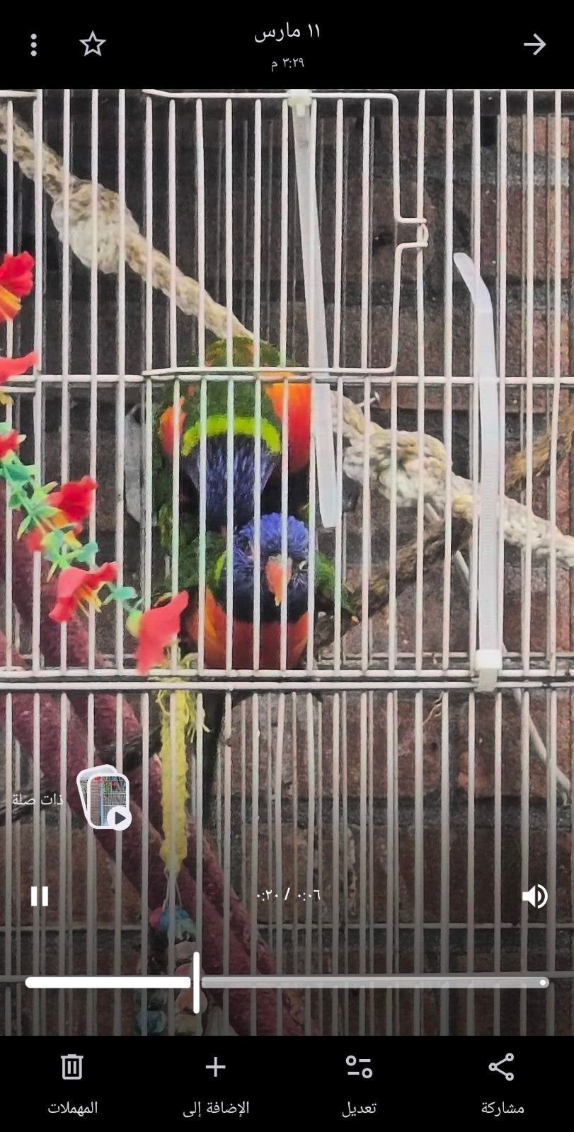 Lori van de Blauwe Bergen, Dieren en Toebehoren, Vogels | Parkieten en Papegaaien, Meerdere dieren, Papegaai, Tam