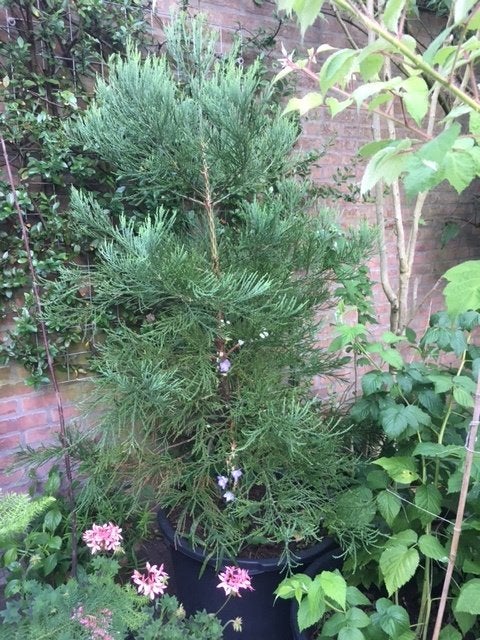 Sequoia, Tuin en Terras, Overige Tuin en Terras, Ophalen