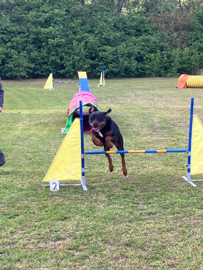 rottweiler pups verwacht, Dieren en Toebehoren, Parvo, 8 tot 15 weken, Meerdere, Meerdere dieren