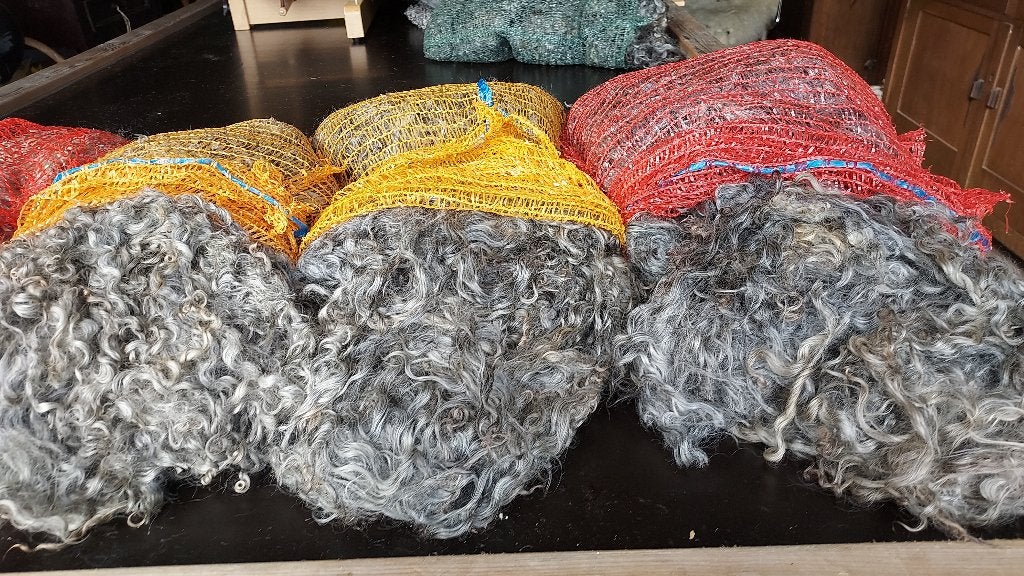 lamswol van het Gotland Pelsschaap, Dieren en Toebehoren, Meerdere dieren, Schaap, 0 tot 2 jaar