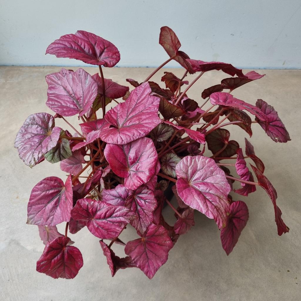 Begonia Rex Inca Flame Rood Roze Kamerplant, Ophalen, Overige soorten, Halfschaduw, Minder dan 100 cm