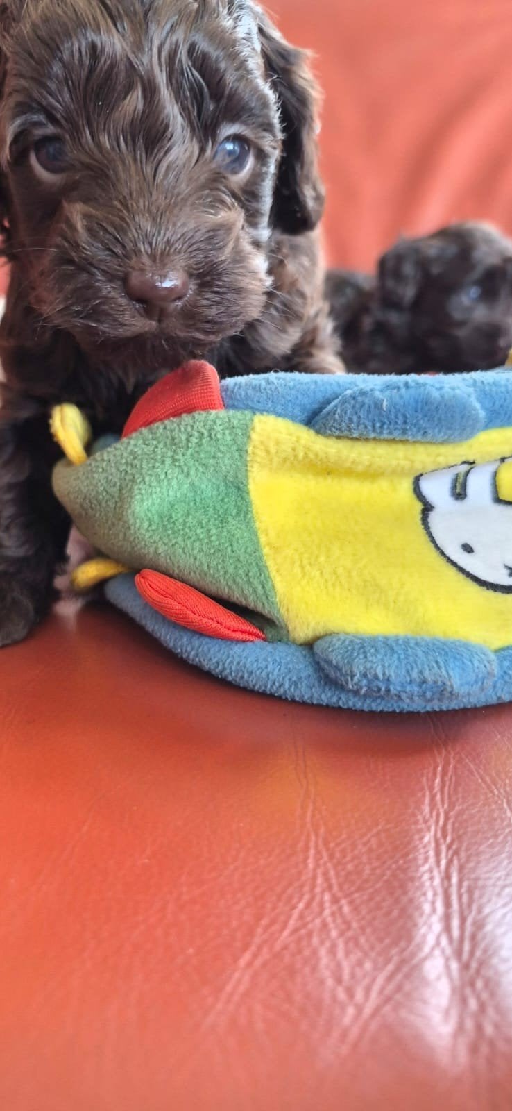 MINI Zeer kleine labradoodles. Aust. Ong 33 cm, 8 tot 15 weken, Parvo, Meerdere dieren, Eén hond