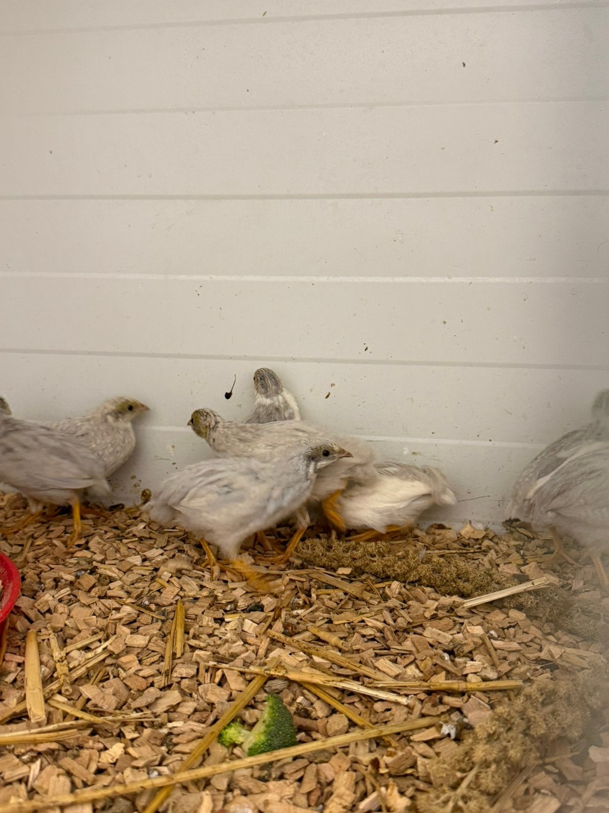 Chinese dwergkwartels, Dieren en Toebehoren, Pluimvee, Meerdere dieren, Overige soorten