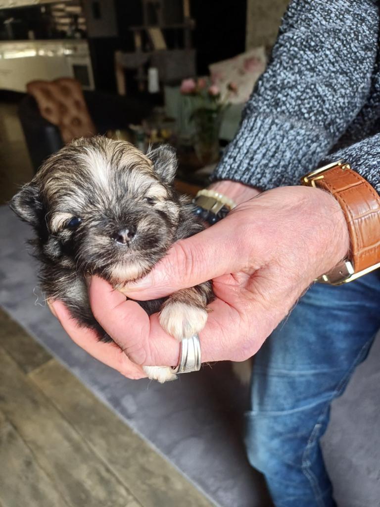 Te koop pomperian pups, Parvo, 8 tot 15 weken, Meerdere, Meerdere dieren