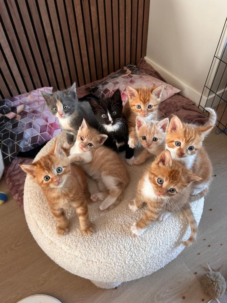 Maine Coon mix kittens, Dieren en Toebehoren, Meerdere dieren, Ontwormd, 0 tot 2 jaar