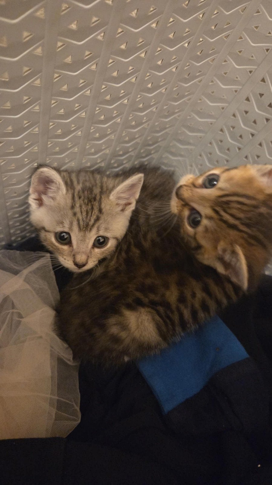 6 kittens te koop!, Meerdere dieren, 0 tot 2 jaar
