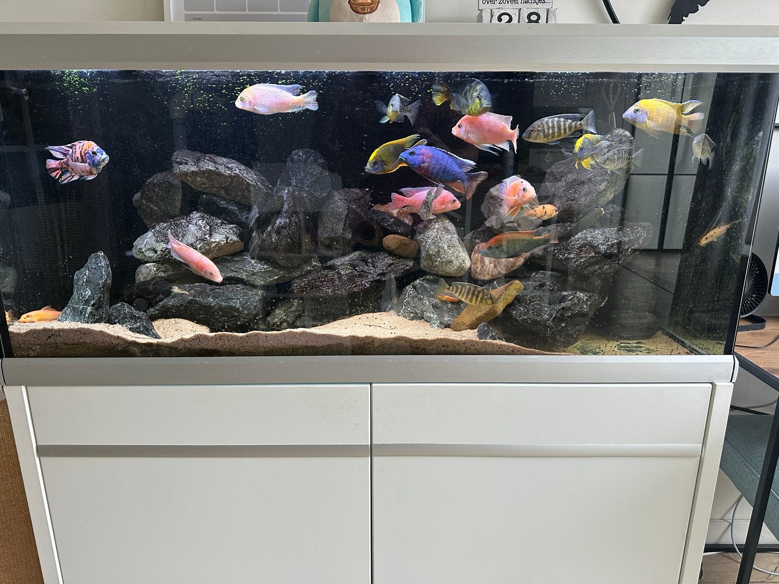 Malawi aquarium 360 liter. 10mm glas zoet water, Vis