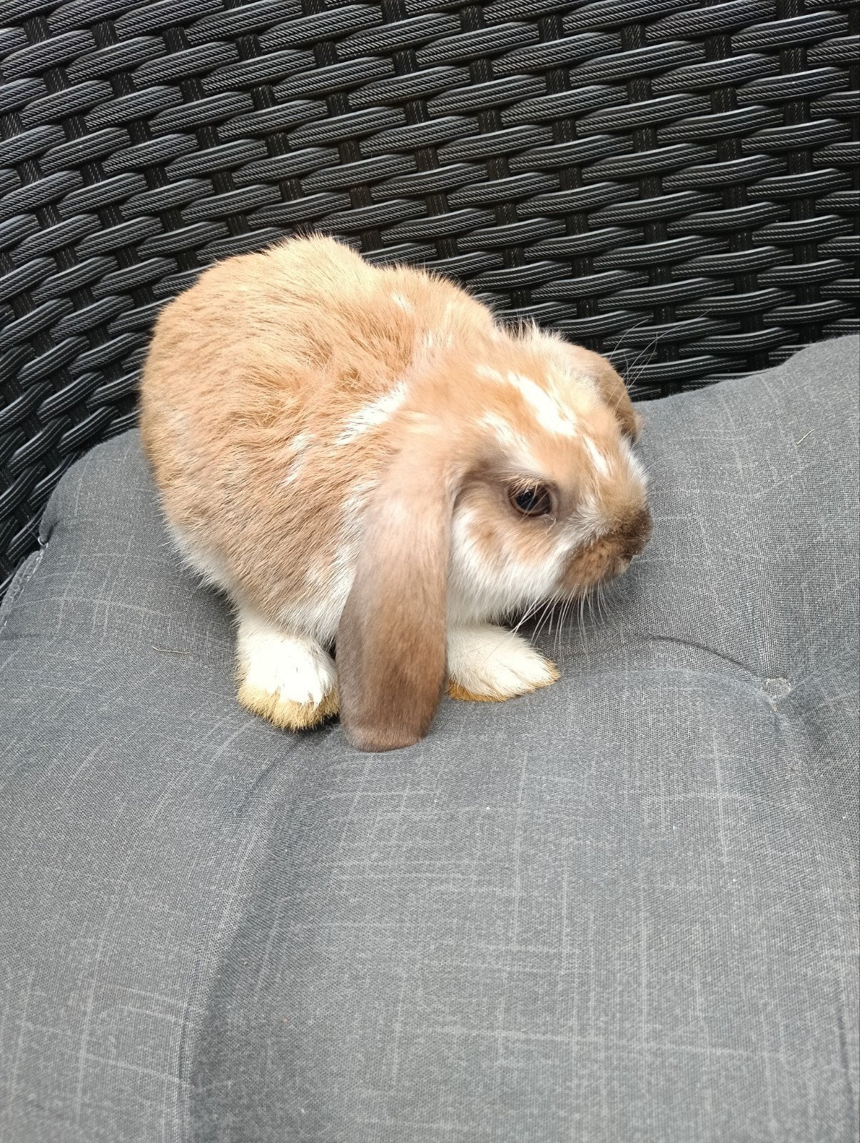 prachtige kruising leeuwenkopje/nhd, Meerdere dieren, Dwerg