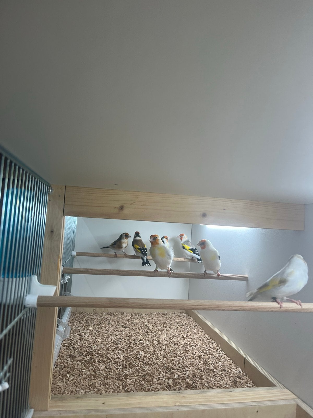 Te koop putters, Dieren en Toebehoren, Meerdere dieren, Wildzangvogel