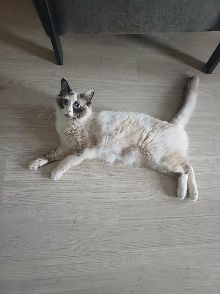 MJM Dogs Foundation: Stella, helemaal klaar en  beschikbaar., Poes, Langharig, 0 tot 2 jaar
