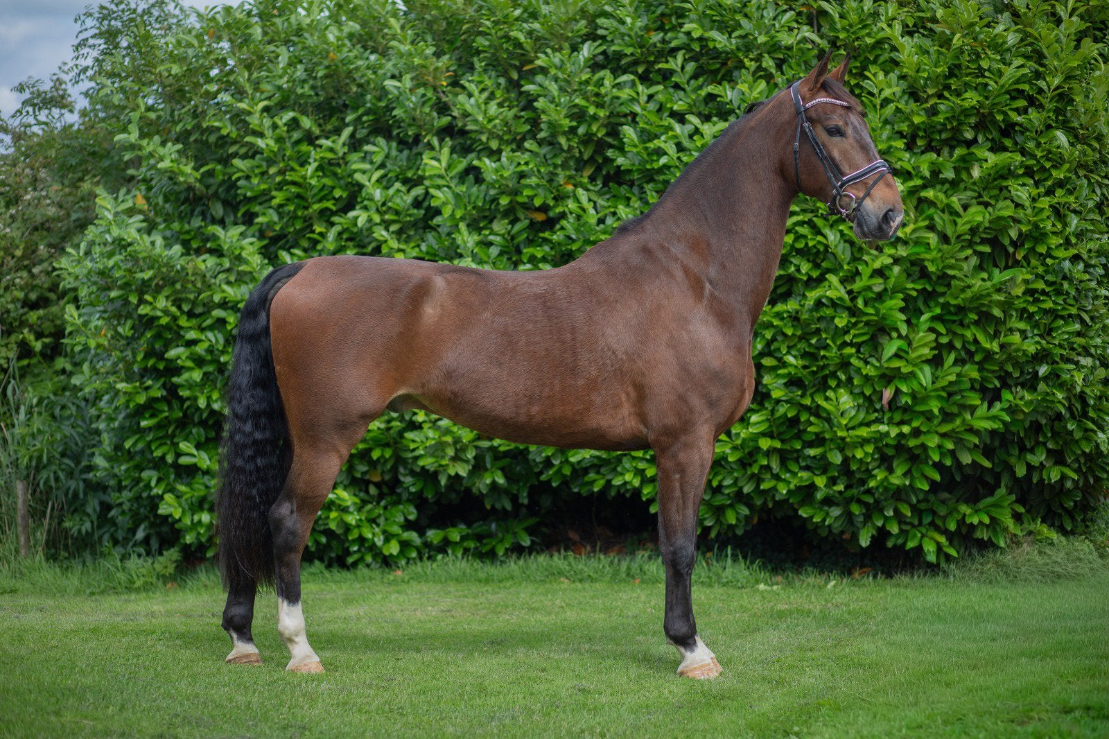 Super men en tuigpaard!, Dieren en Toebehoren, Ruin, Ontwormd