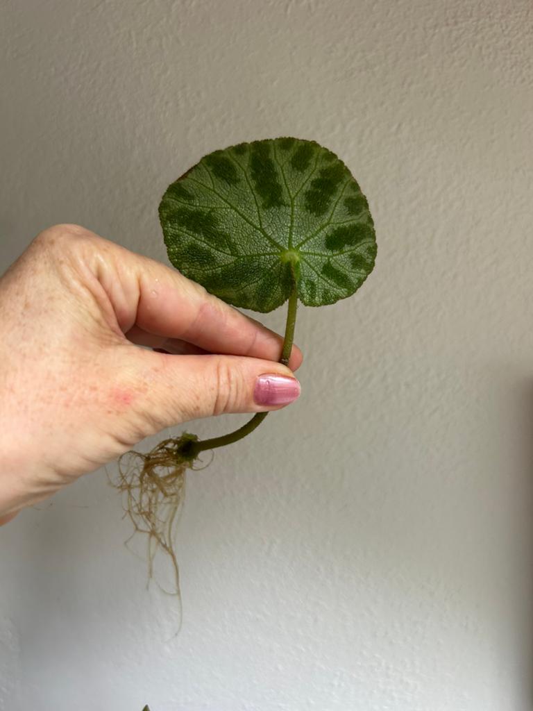 Begonia silver jewel, gewortelde stek, Ophalen of Verzenden, Halfschaduw, Minder dan 100 cm