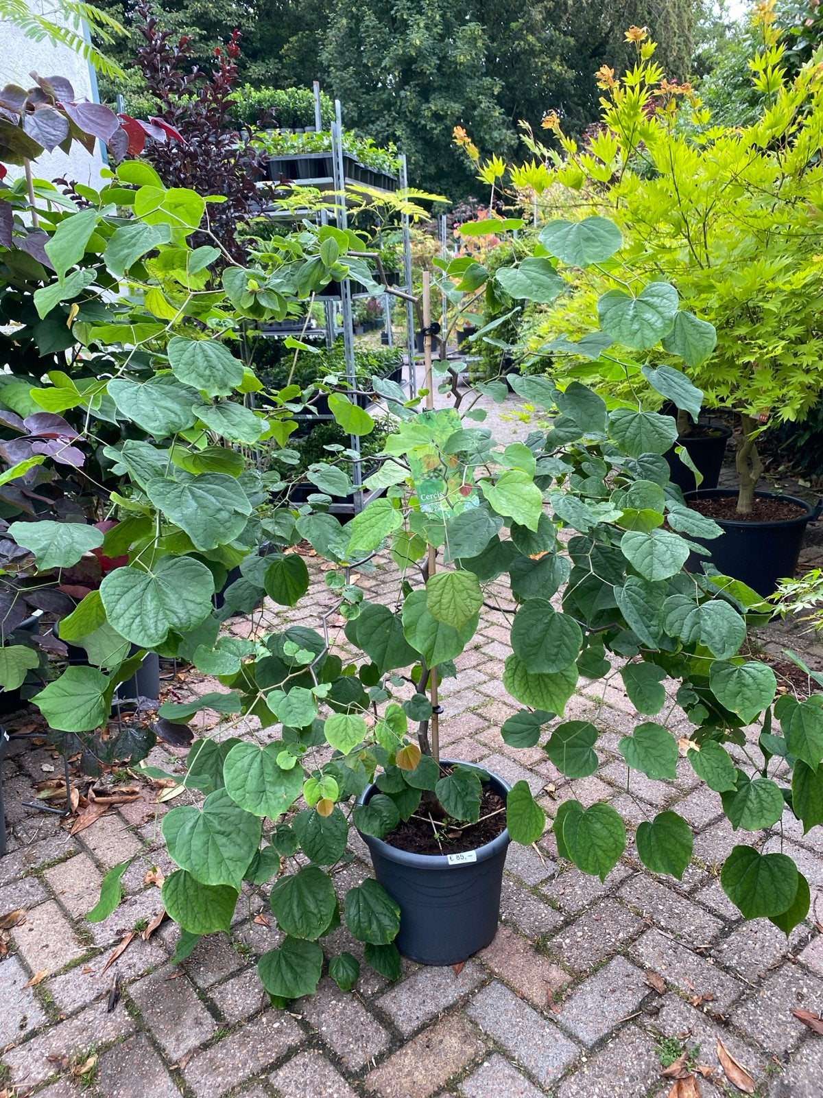 Cercis canadensis 'Zig Zag' - Bijzondere Judasboom, Tuin en Terras, Planten | Bomen, Overige soorten, Lente, 100 tot 250 cm, Ophalen
