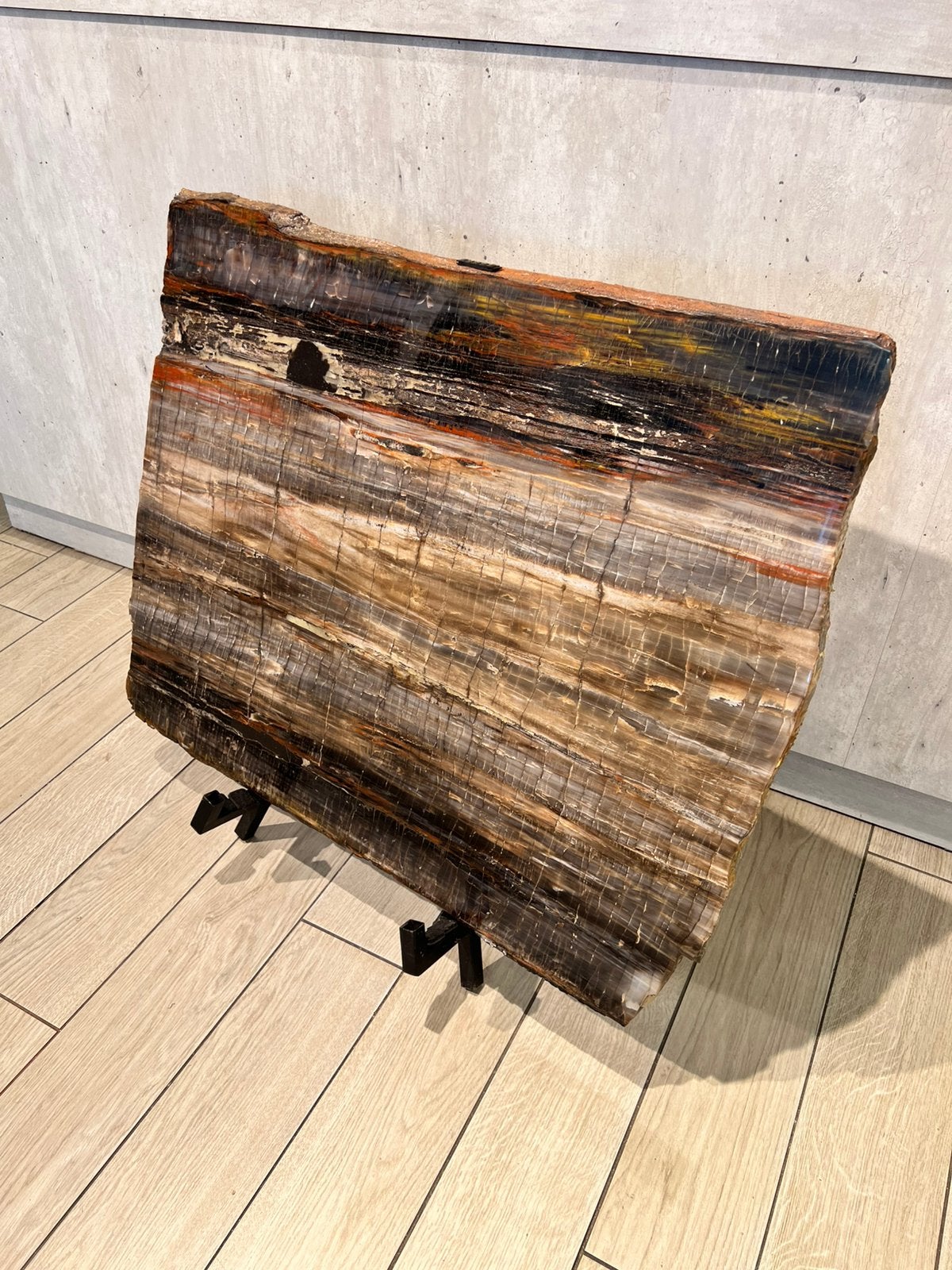 Versteend hout Arizona | Lengtesnede 225 miljoen jaar, Ophalen of Verzenden, Fossiel