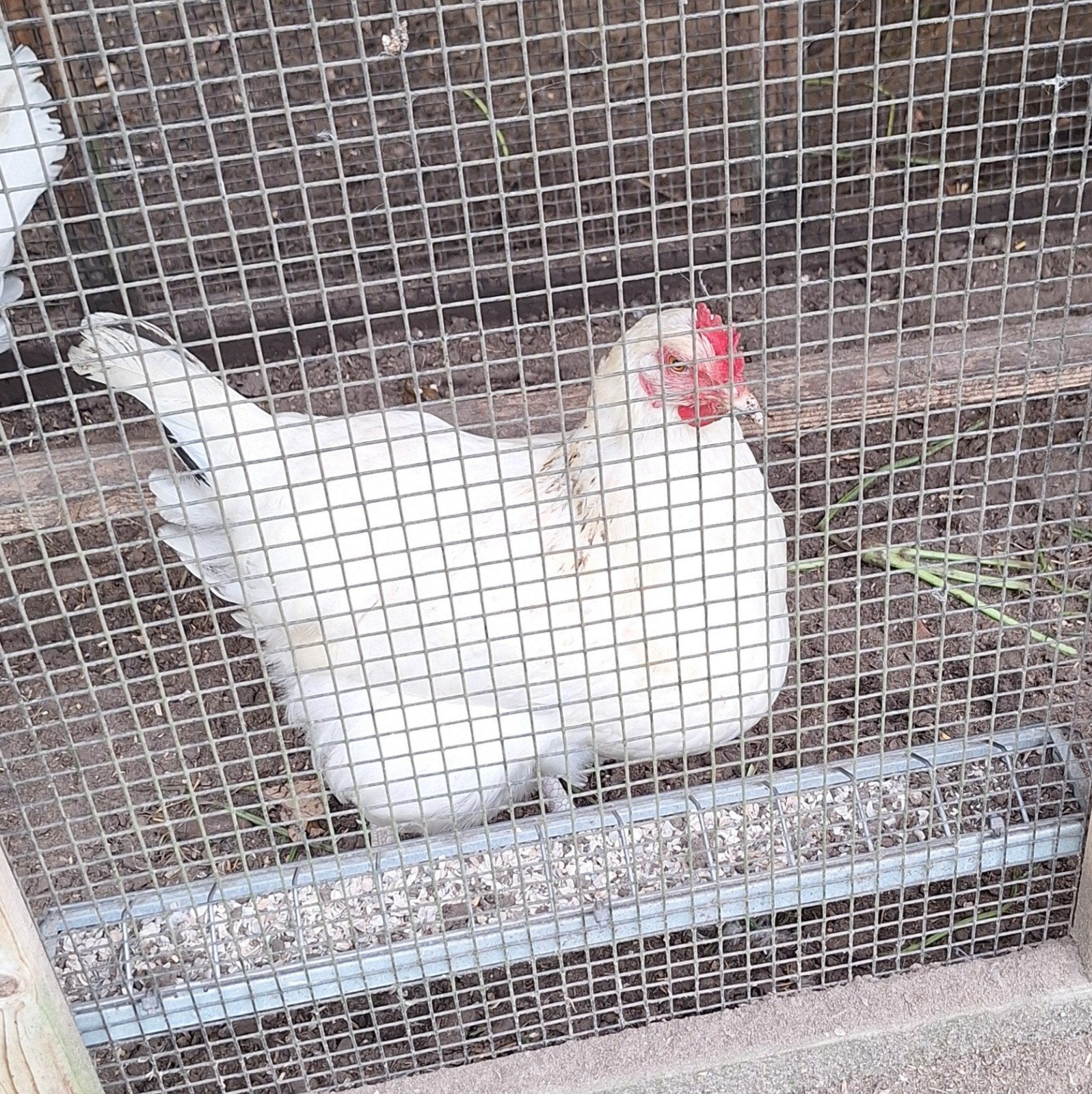 Broedse Sussex kip, Dieren en Toebehoren, Vrouwelijk, Kip