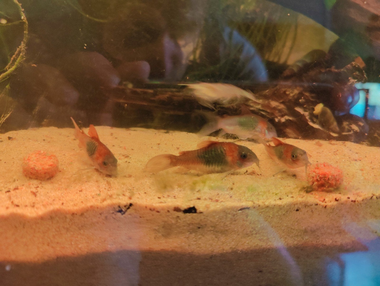 Corydoras venezuela Orange – bewezen kweekgroep 5 stuks, Vis