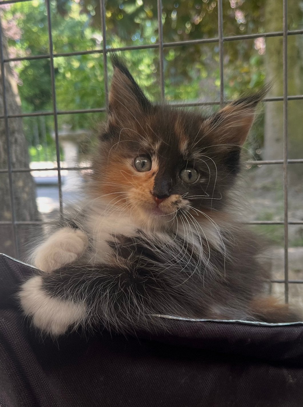 Beautifull Maine Coon kitten poesje, Poes, Ontwormd