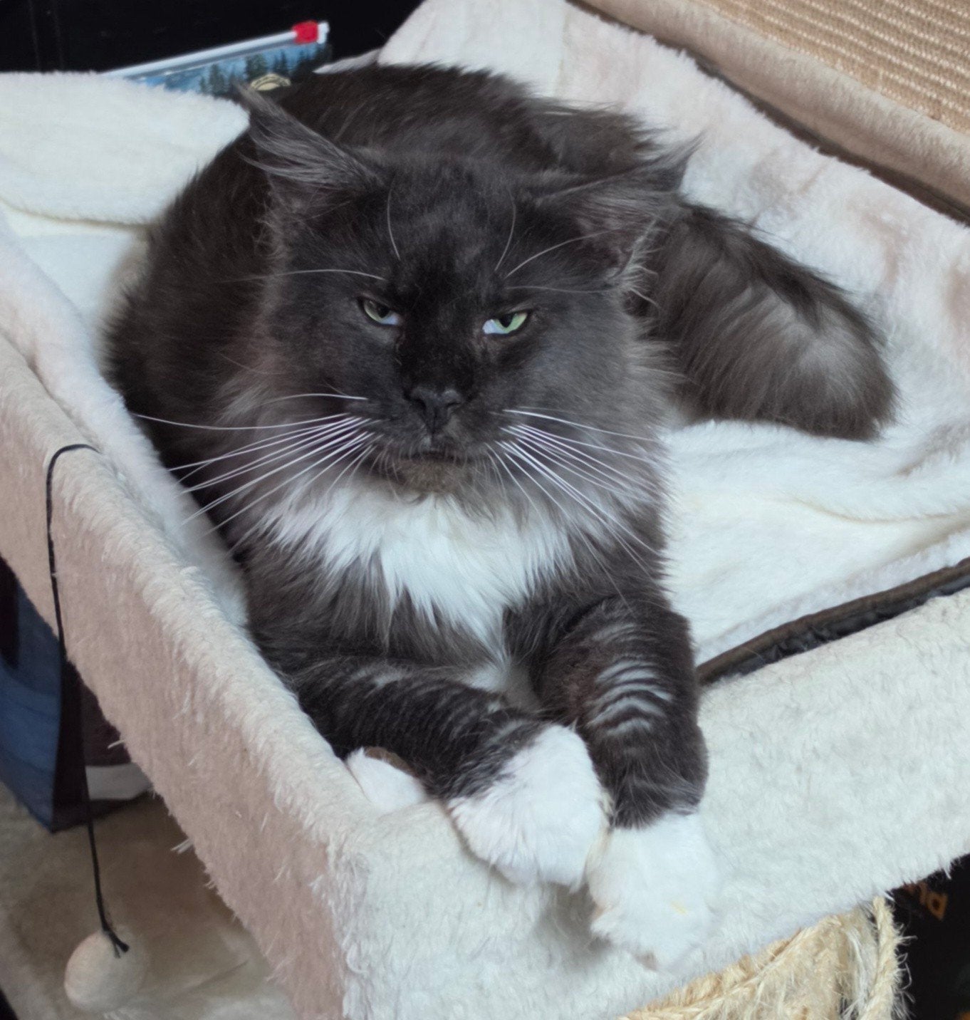 Maine Coon dekkater te koop of ter dekking, Kater, Met stamboom