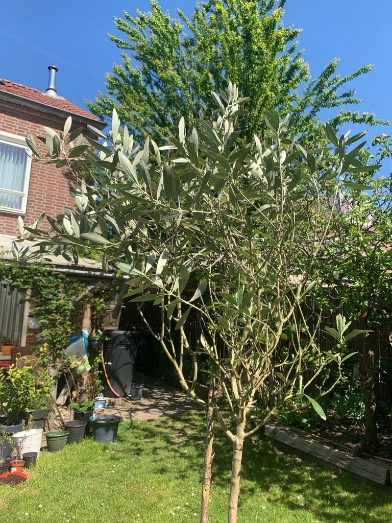 Olijfboom in een pot met fruit!, Ophalen, Overige soorten, Volle zon, In pot