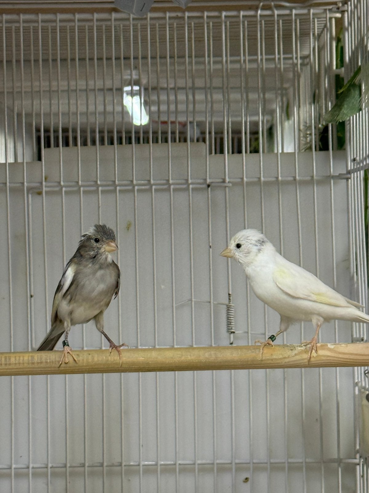 Raza kanaries 2026, Dieren en Toebehoren, Vogels | Kanaries, Meerdere dieren, Kleurkanarie