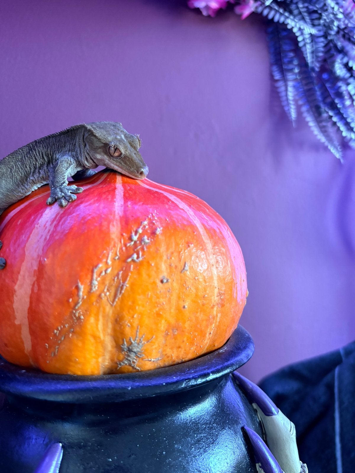Charcoal phantom male crested gecko wimpergekko Crested Gecko photo 3