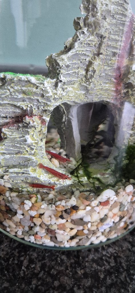 Garnalen, Kreeft, Krab of Garnaal, Zoetwatervis, Schoolvis