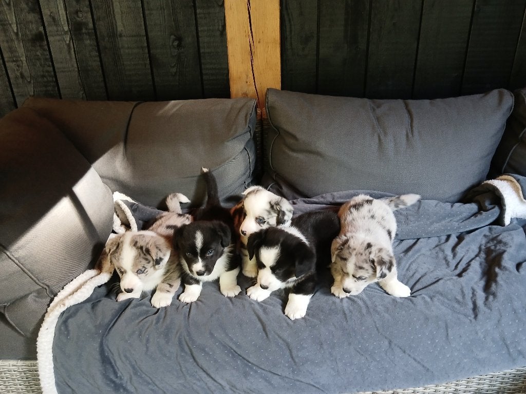 Te koop Prachtige Welsh Corgi Cardigan Pups, CDV (hondenziekte), 8 tot 15 weken, Meerdere, Meerdere dieren