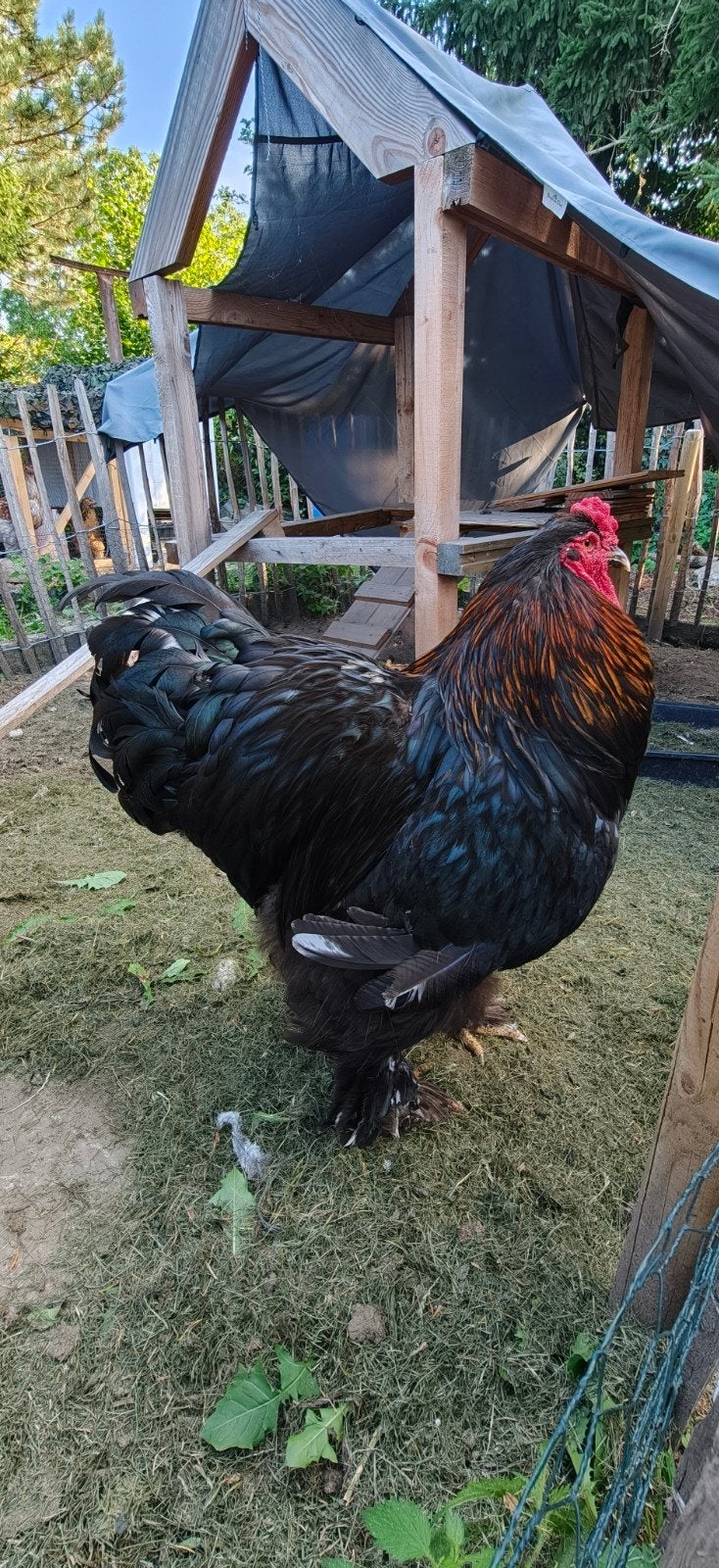 Mooie Brahma haan, Dieren en Toebehoren, Pluimvee, Mannelijk, Kip