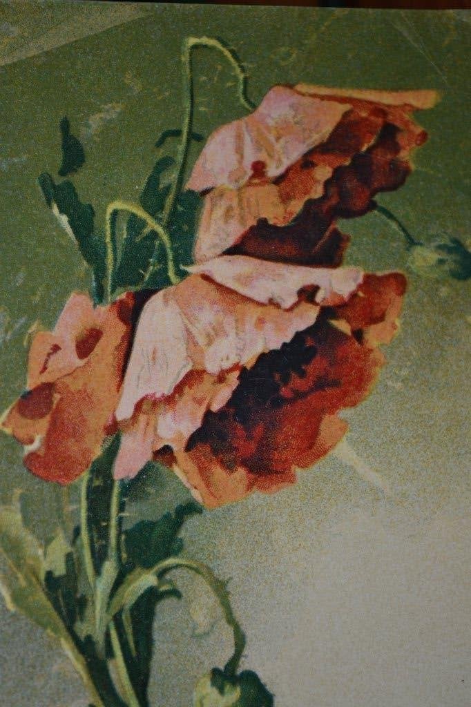 duitsland 1907 rode klaprozen catherine klein, Ophalen of Verzenden, Voor 1920, Ongelopen, Sterren en Beroemdheden