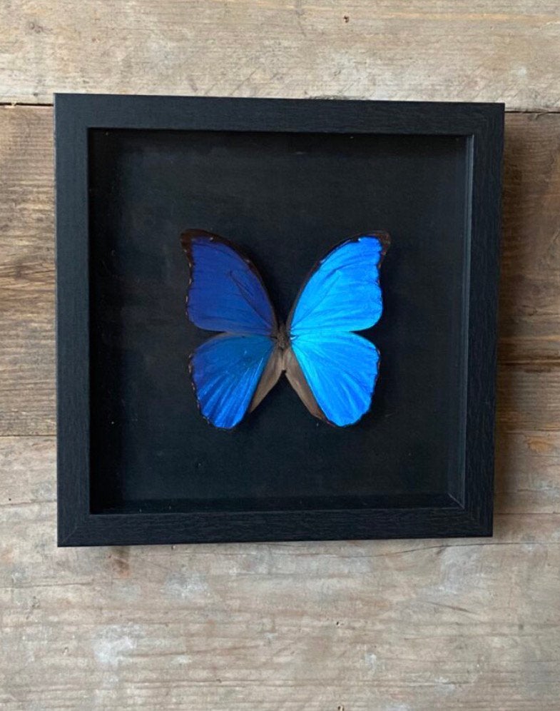 Mooie luxe lijst met een Morpho Didius (zwart achtergrond), Ophalen of Verzenden, Nieuw, Insect, Opgezet dier
