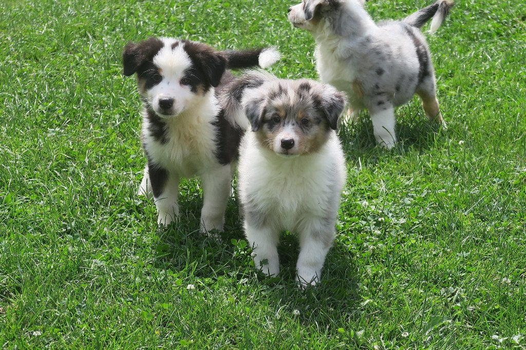 Raszuivere Australian Shepherd pups, Parvo, Nederland, 8 tot 15 weken, Meerdere