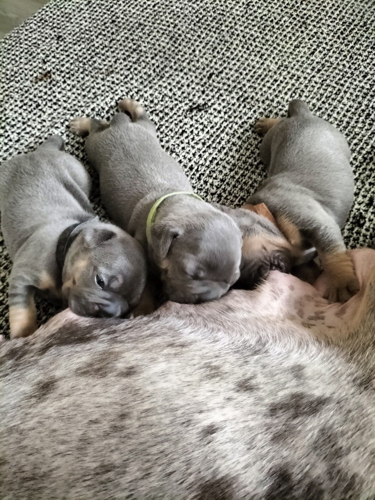 Prachtige Franse bulldog pups, Dieren en Toebehoren, 8 tot 15 weken, Parvo, Bulldog, Meerdere