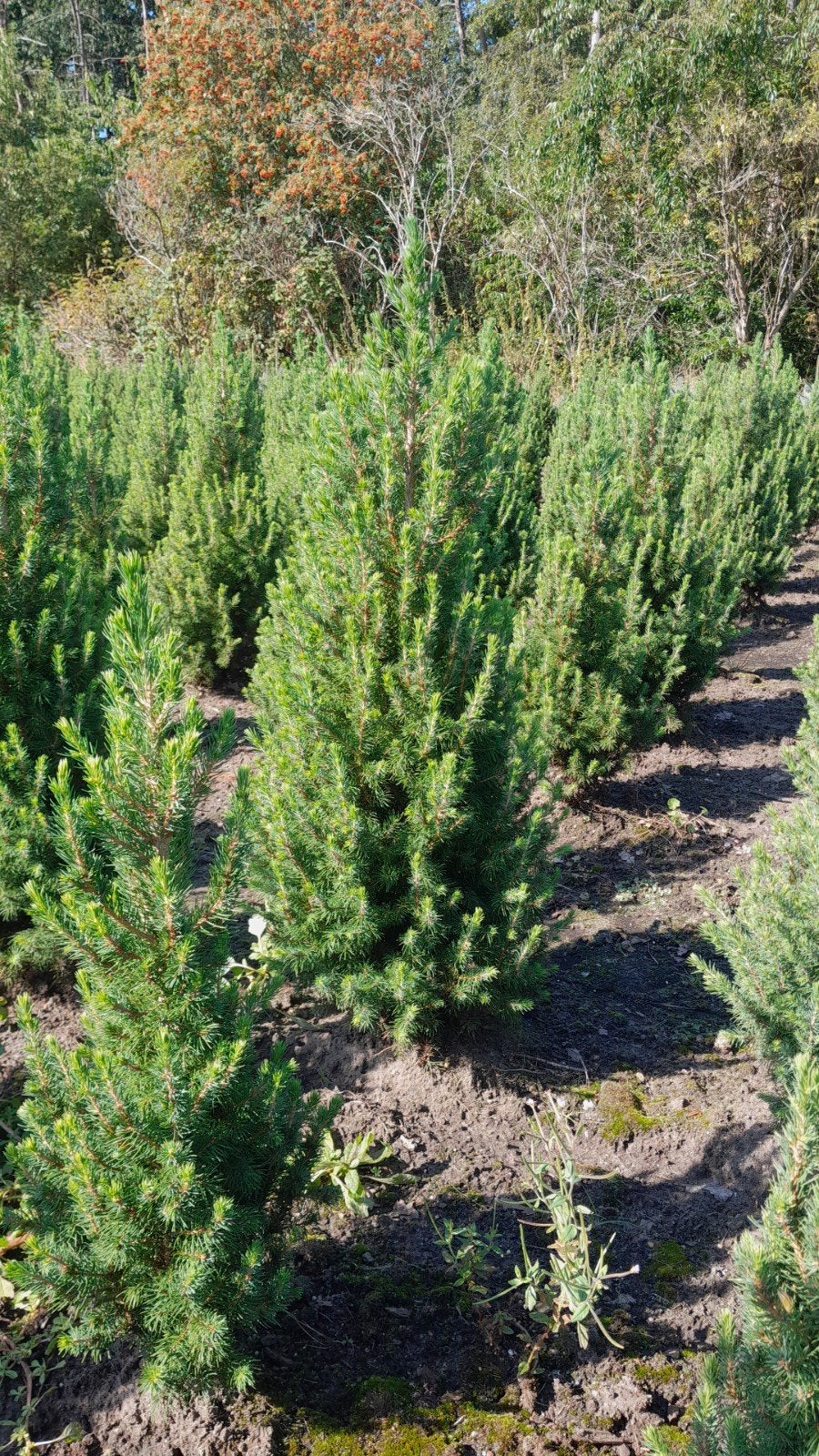 picea conica kerstboom, Ophalen, Overige soorten, Volle zon