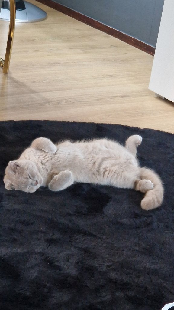 katen, Dieren en Toebehoren, Kater