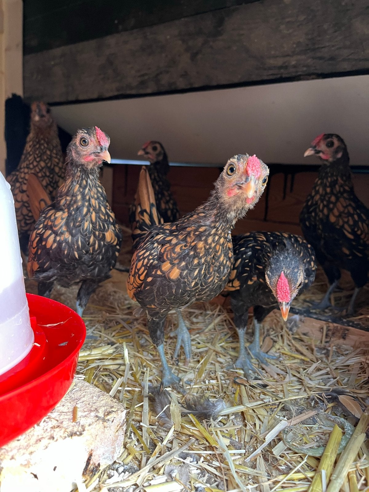 Mooie jonge sebright haantjes aangeboden, Mannelijk, Kip