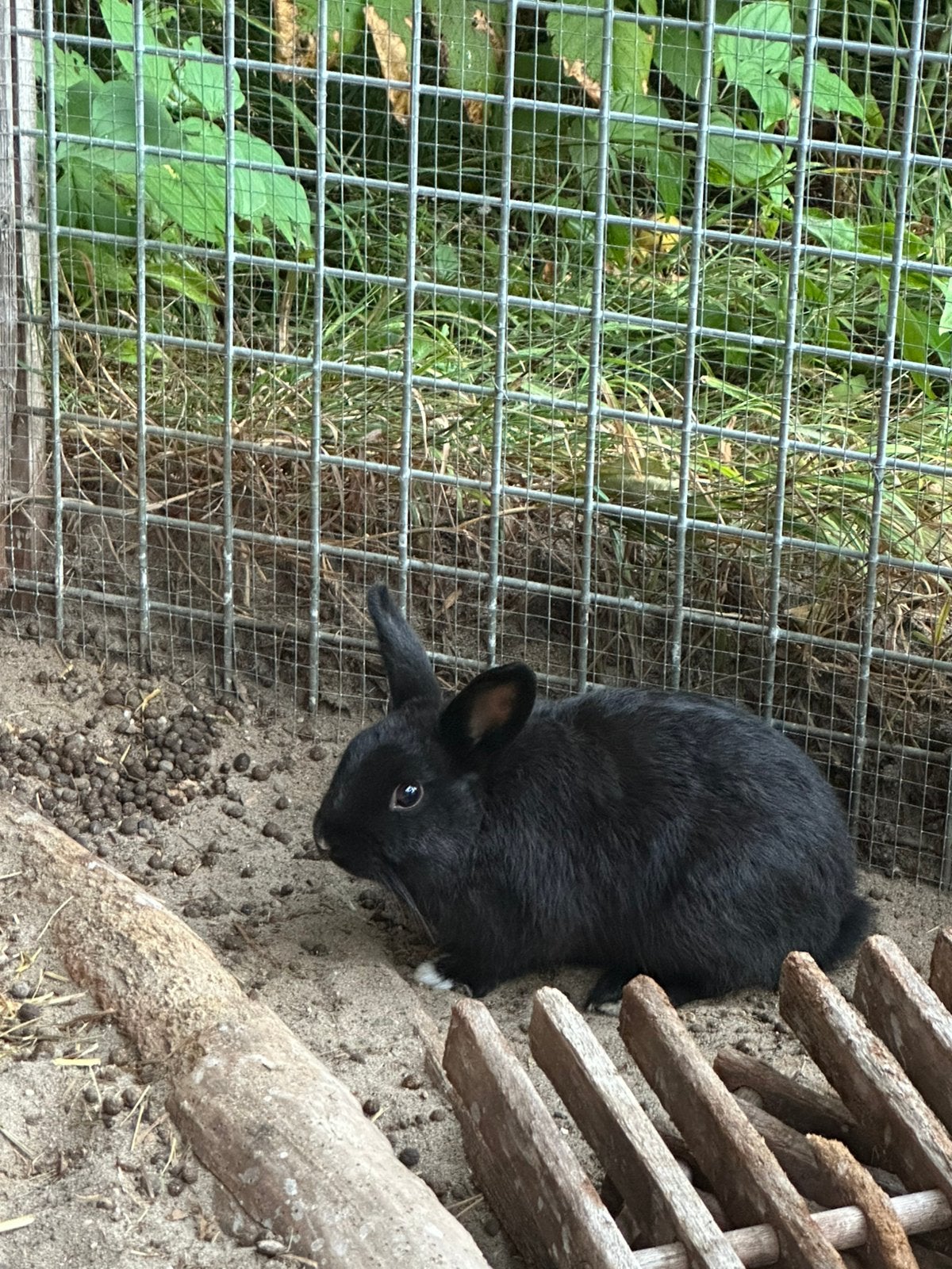 Konijn, mannetje, Dieren en Toebehoren, Mannelijk