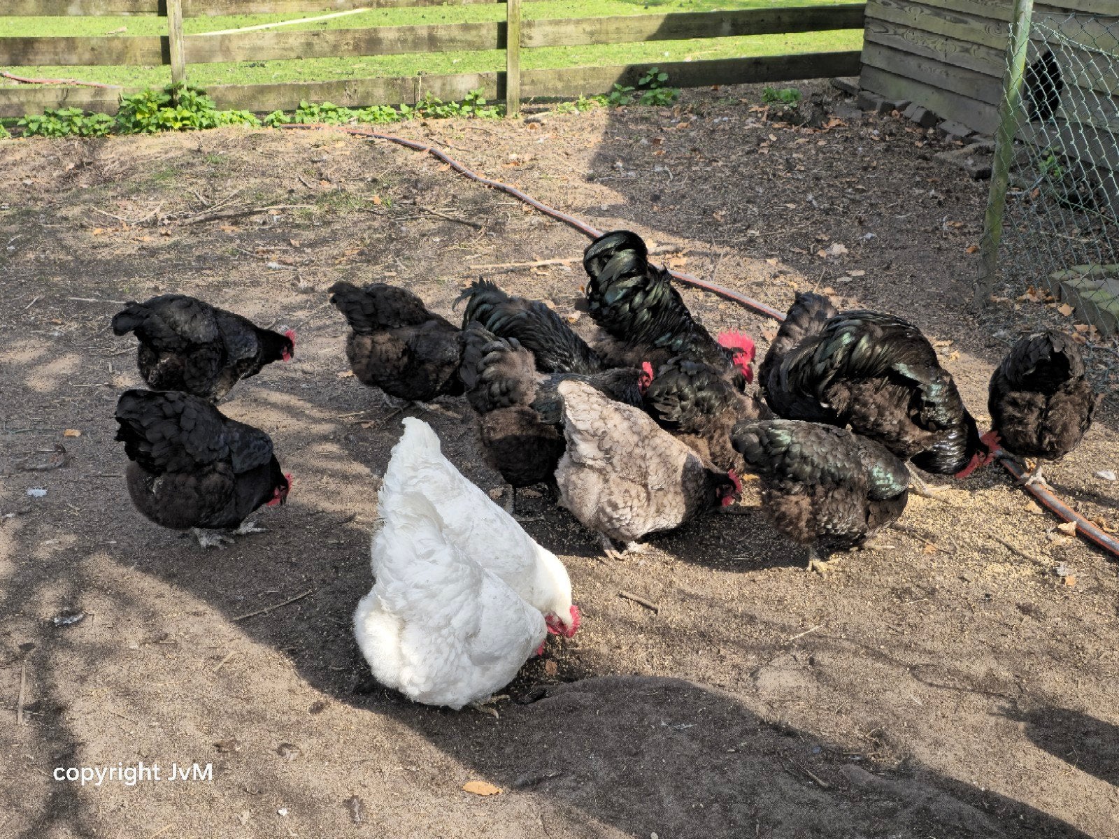 Jersey Giant, Dieren en Toebehoren, Meerdere dieren, Kip