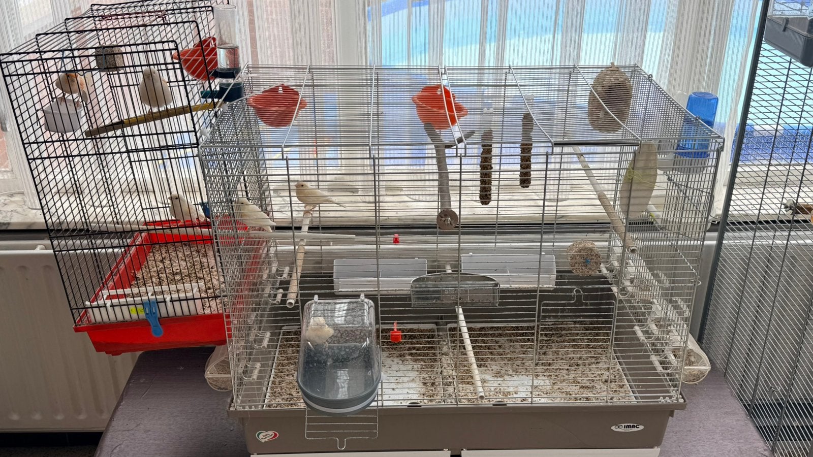 Kanarie’s met kooi, Dieren en Toebehoren, Ophalen, Zo goed als nieuw, Metaal, Vogelkooi