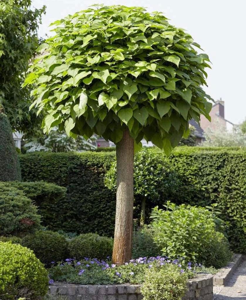 Snoei service bomen (bolboom, lei, leipeer, regio arnhem), Ophalen, Lente, Volle zon, Overige soorten