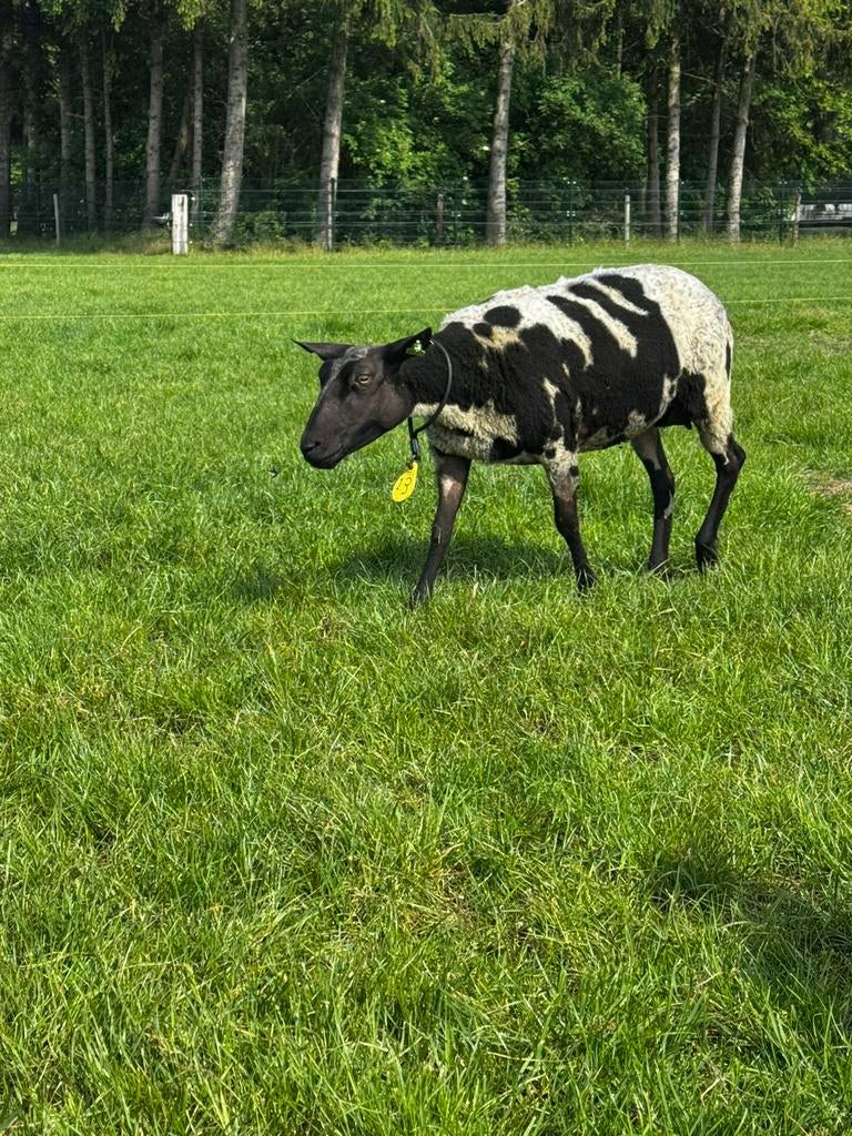 3 ooien uit 2024, Meerdere dieren, Schaap, 0 tot 2 jaar