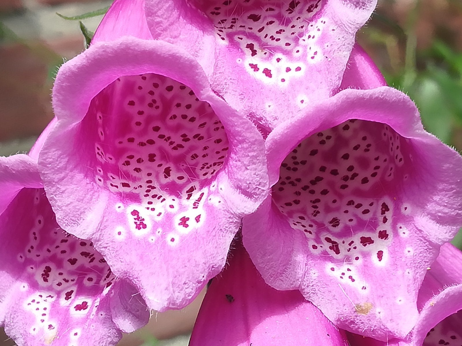 Vingerhoed Roze zaden, Digitalis purpurea, Tuin en Terras, Verzenden