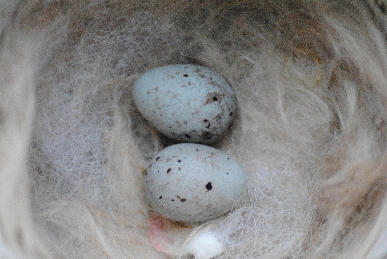 Bevruchte kanarie- of puttereieren gezocht !!!, Dieren en Toebehoren, Vogels | Kanaries, Meerdere dieren, Zangkanarie